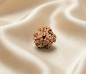 Natural 3 Mukhi Rudraksha (Nepali)