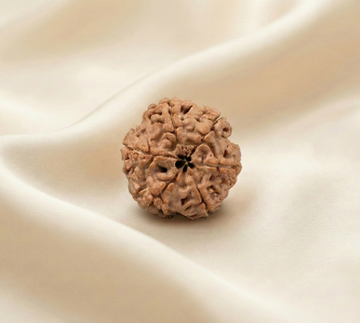 Natural 6 Mukhi Rudraksha (Nepali)