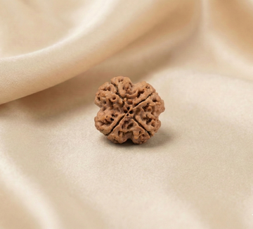 Natural 4 Mukhi Rudraksha (Nepali)