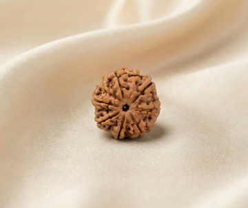 Natural 7 Mukhi Rudraksha (Nepali)