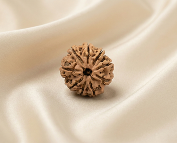 Natural 9 Mukhi Rudraksha (Nepali)