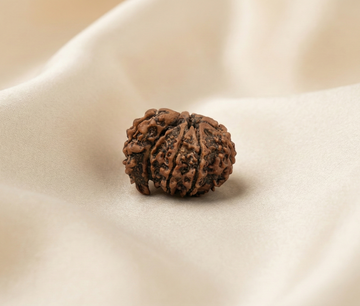 Natural 1 Mukhi Rudraksha Savar (Nepali)