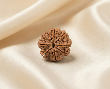 Natural 8 Mukhi Rudraksha (Nepali)