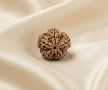 Natural 5 Mukhi Rudraksha (Nepali)