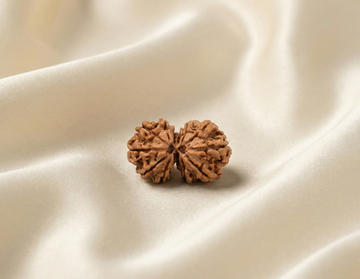 Natural Gauri Shankar Rudraksha