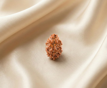 Natural 2 Mukhi Rudraksha (Nepali)